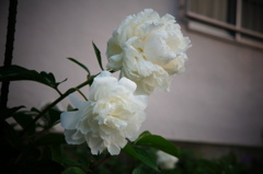 白い芍薬