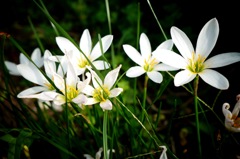 白いお花