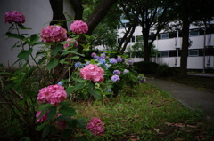 アジサイ