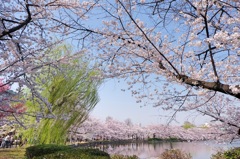 上野公園・2015年・桜＊3