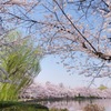 上野公園・2015年・桜＊3