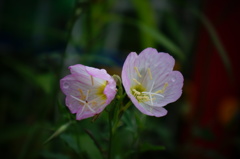 小花