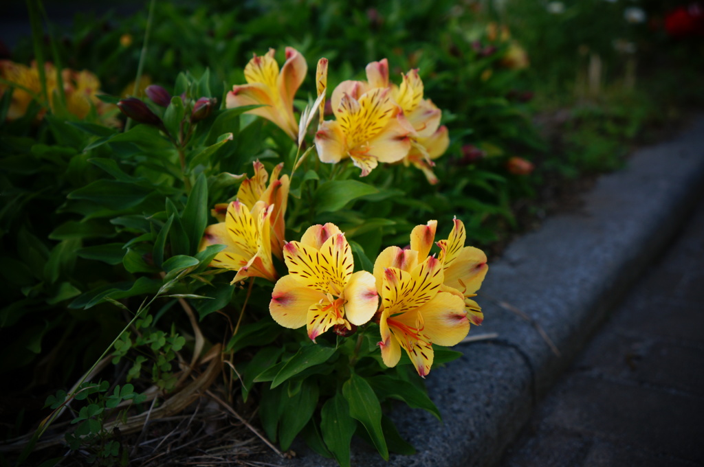 小花