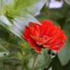 お花#3