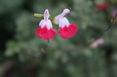 小花