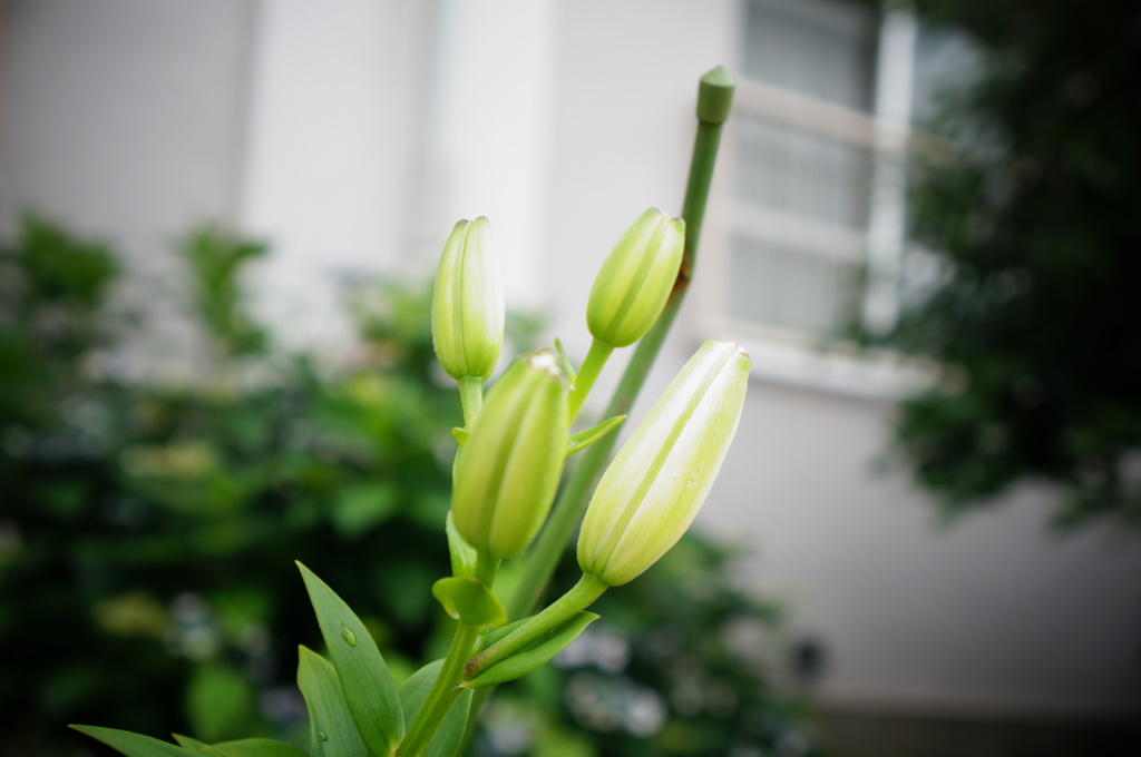 百合