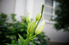 百合