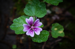 小花