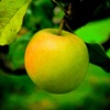 苹果#3