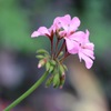 名前知らないお花#3