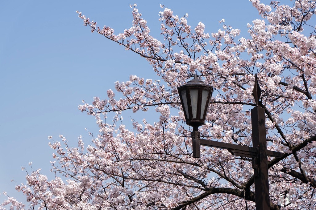 上野公園・2015年・桜＊8