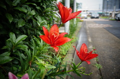 百合
