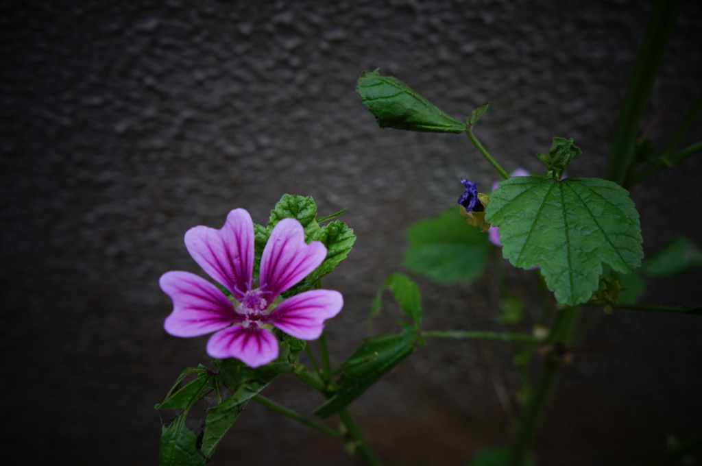 小花
