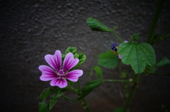 小花