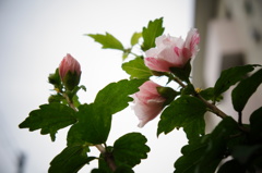 木槿２