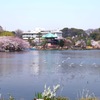 上野公園・2015年・桜＊2
