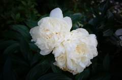 芍薬