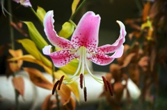 お花#3