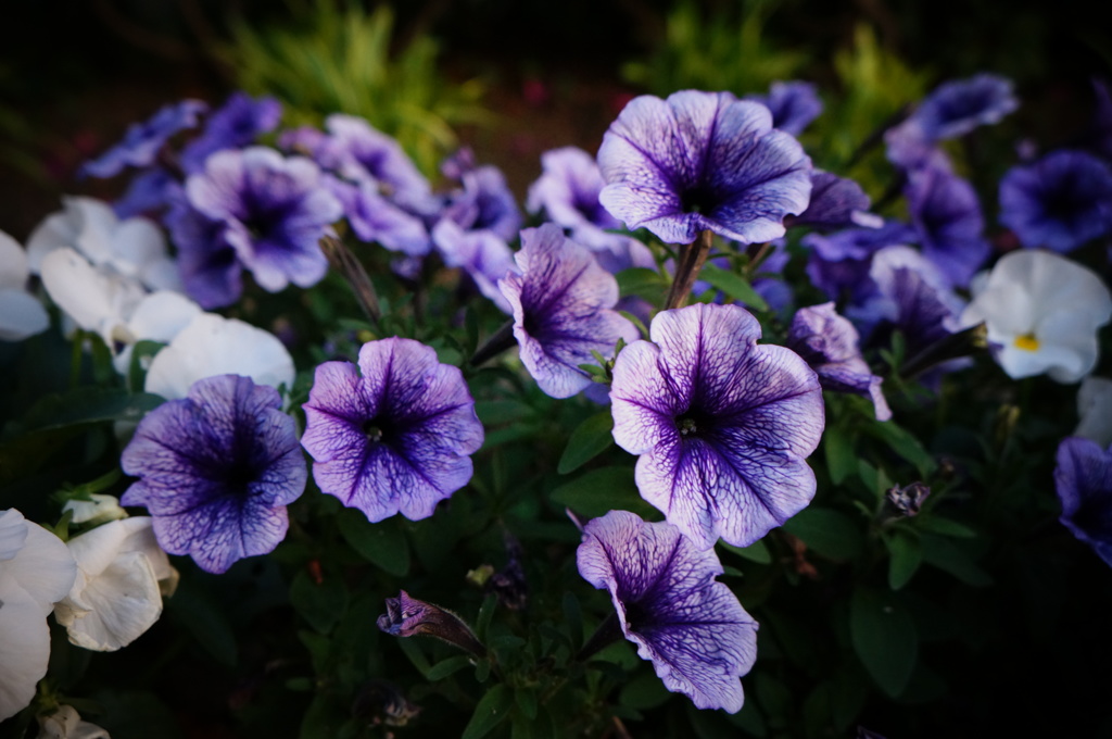 紫小花
