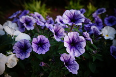 紫小花