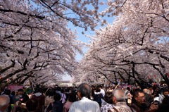 上野公園・2015年・桜＊19