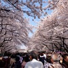 上野公園・2015年・桜＊19