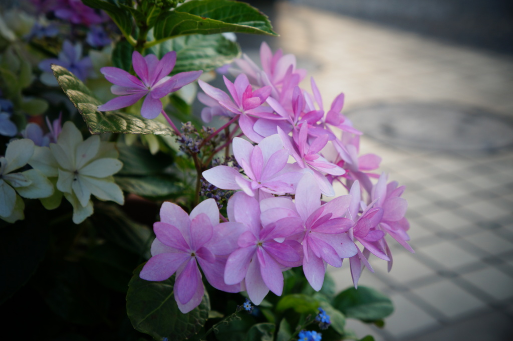 小花