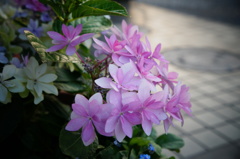 小花