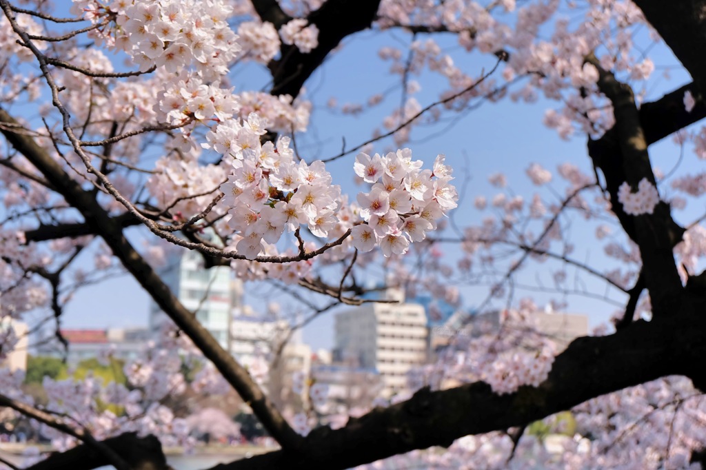 上野公園・2015年・桜＊12