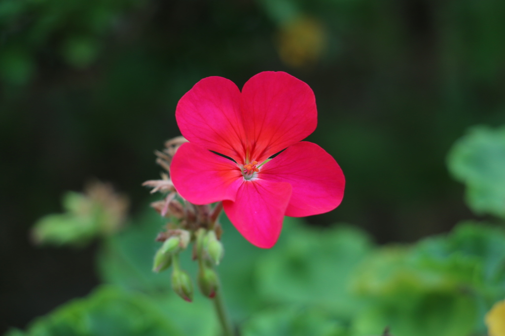 10月のお花#3