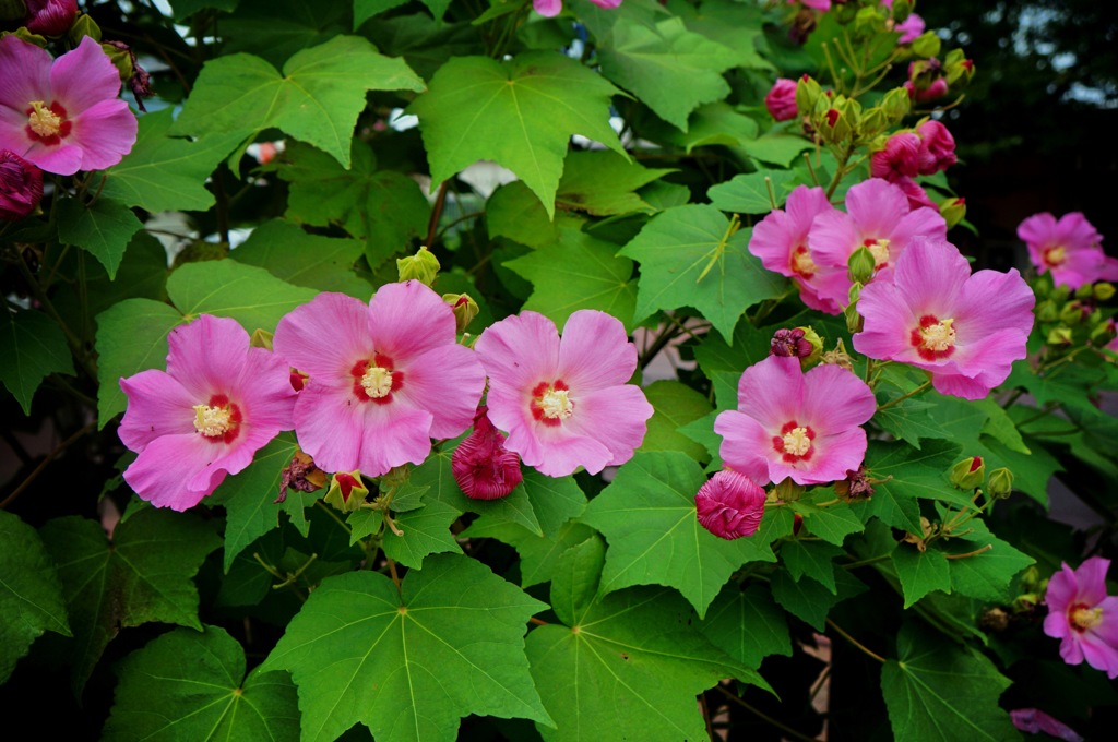 お花・北斗の形