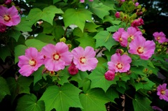 お花・北斗の形
