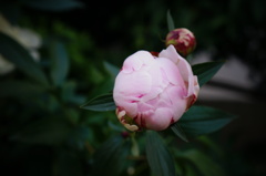 芍薬