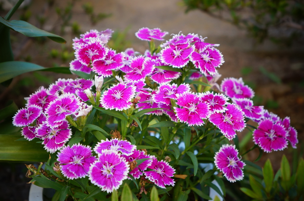 小花