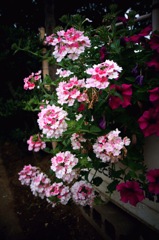 お花#4