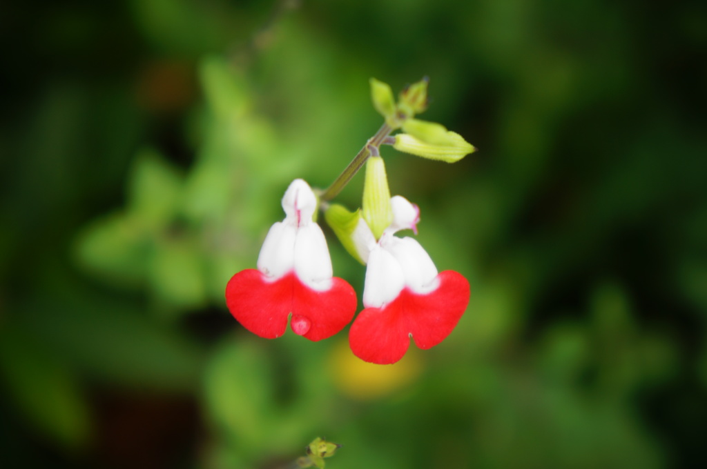 小花