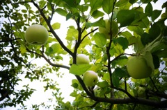 苹果#5