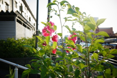 赤い花