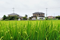 田舎#10