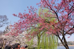 上野公園・2015年・桜＊4