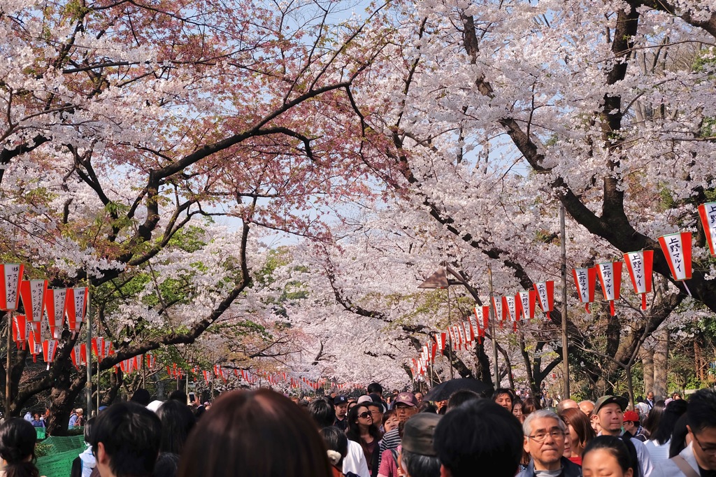 上野公園・2015年・桜＊16