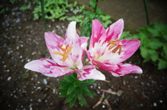 百合