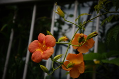 凌霄花２