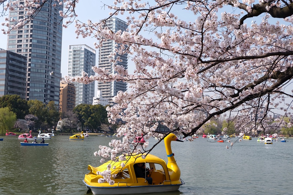 上野公園・2015年・桜＊11