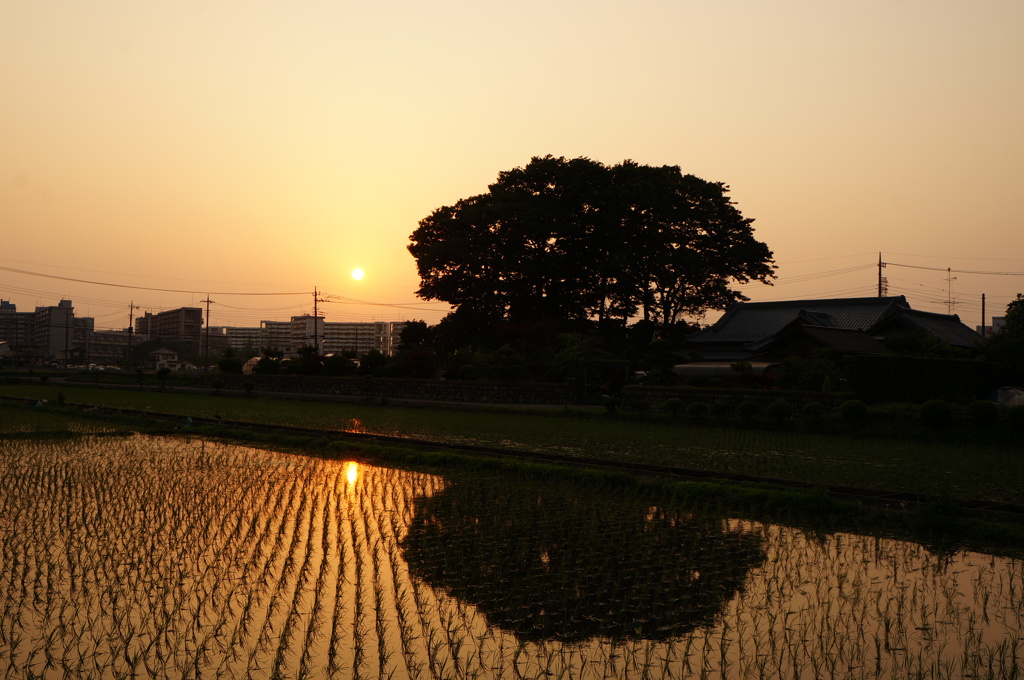 夕焼き