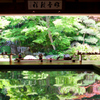 新緑の壽福寺