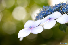 梅雨の花