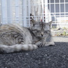 野良猫