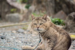 ねこたさん