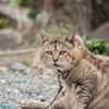 ねこたさん